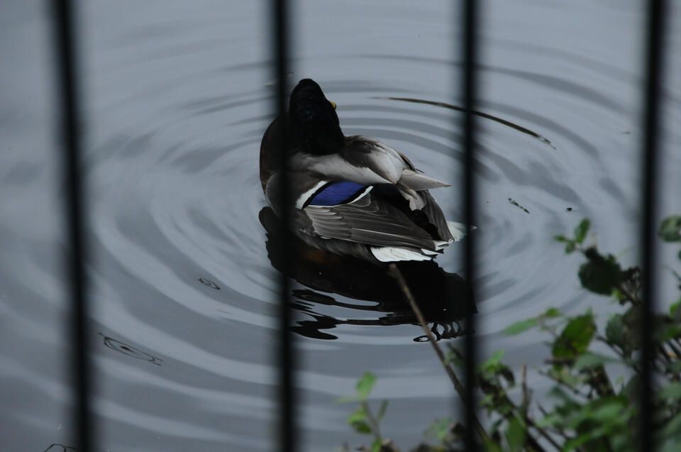 Haden Hill Lake