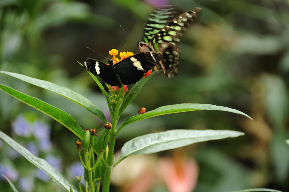 Chester Zoo