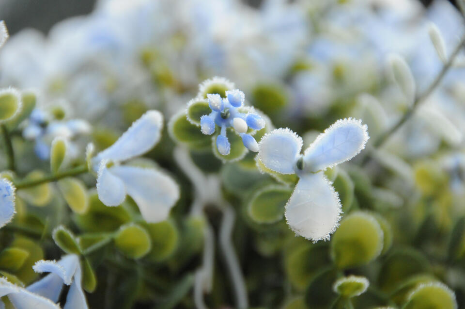 Frosted plants